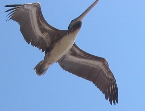 perfect-pelican-singular