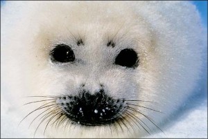 sealbaby