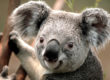 Close-up of koala on tree branch