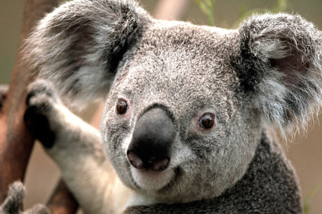 Close-up of koala on tree branch Close-up of koala on tree branch