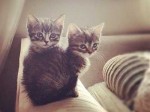 instagram-amazinggrayce-cats
