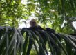 Capuchin monkey on palm frond
