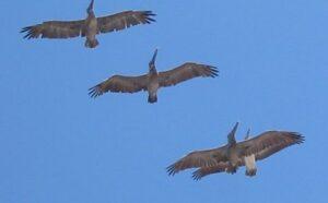 Three pelicans flying in a clear blue sky.