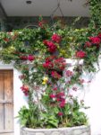 roses-on-wall
