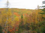 mn-panorama-leaves-turned-2